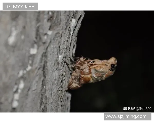最蛇皮的足球明星揭秘他们背后的奇葩故事与争议时刻 最蛇皮的足球明星揭秘他们背后的奇葩故事与争议时刻